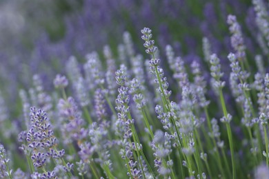 Photo of Beautiful blooming lavender plants in field, closeup