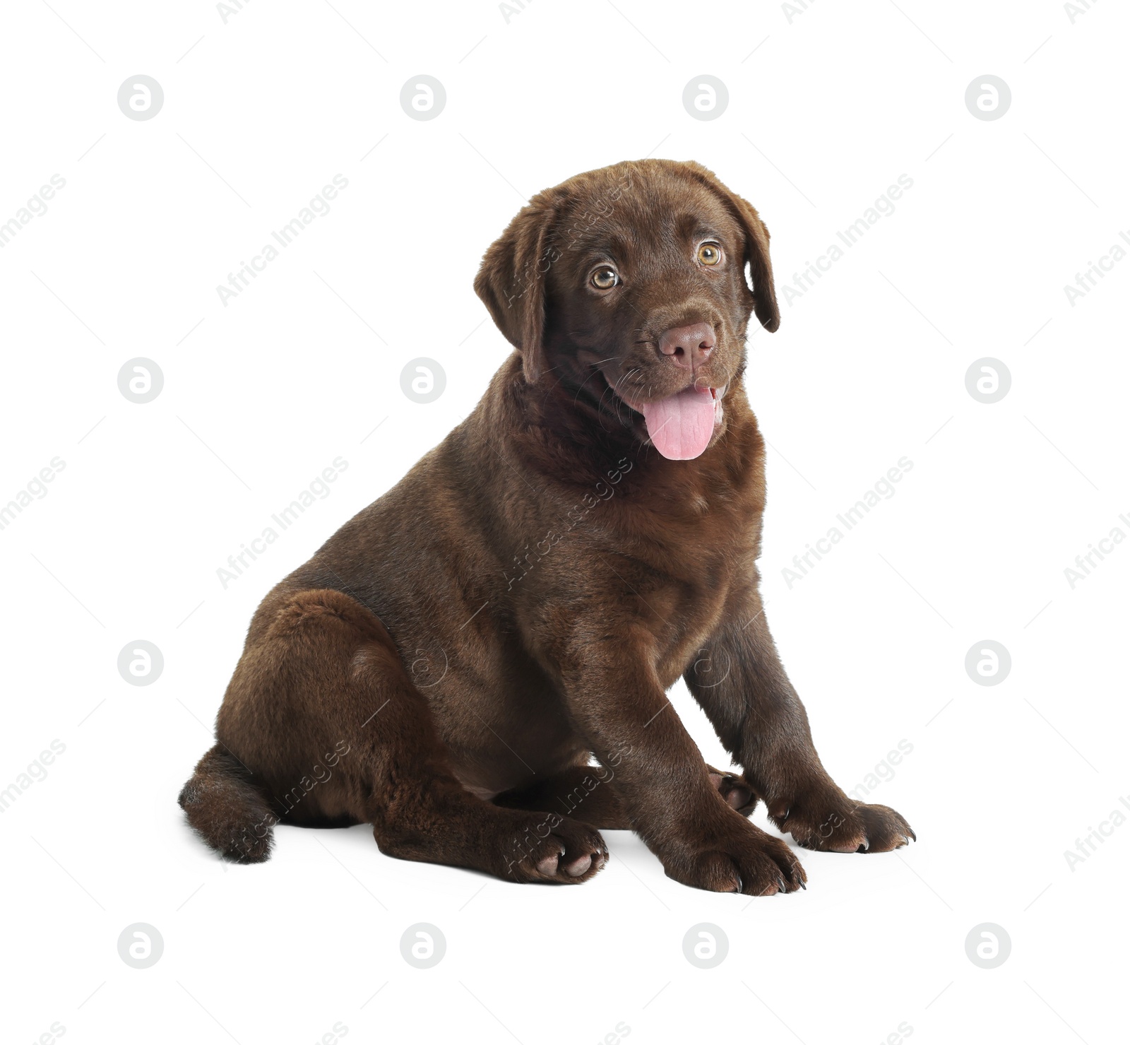 Cute chocolate Labrador Retriever puppy on white background Photo of Cute chocolate Labrador Retriever puppy on white background