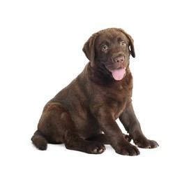 Photo of Cute chocolate Labrador Retriever puppy on white background
