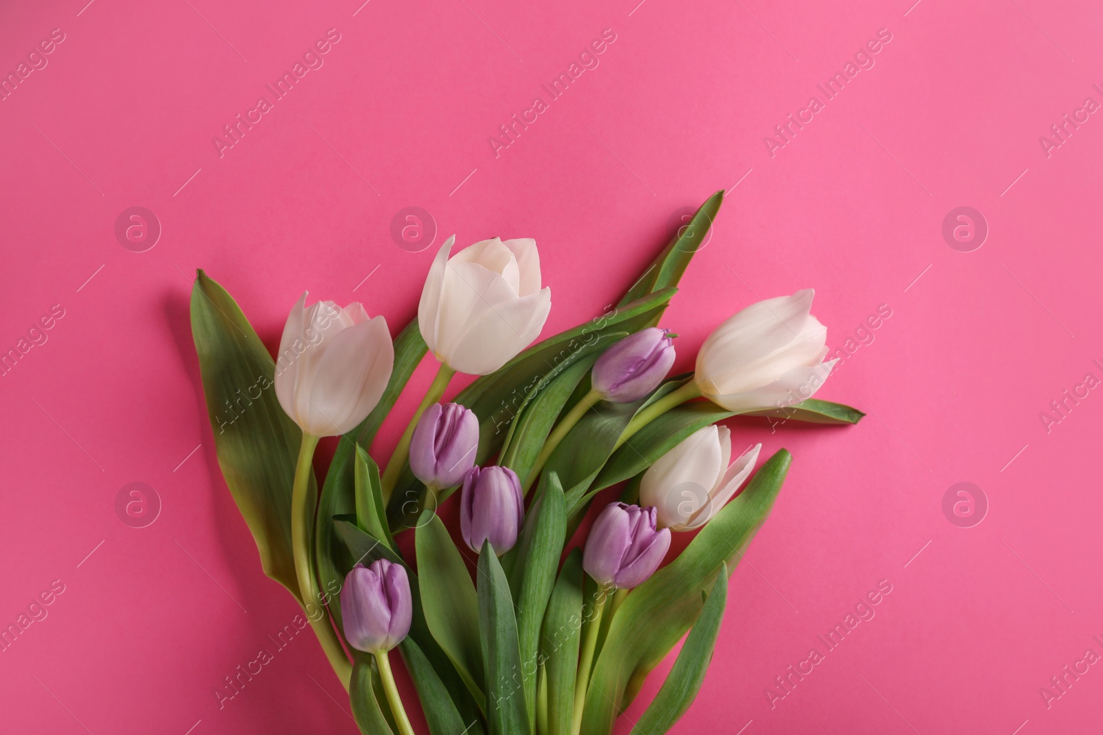 Photo of Many beautiful tulips on pink background, flat lay