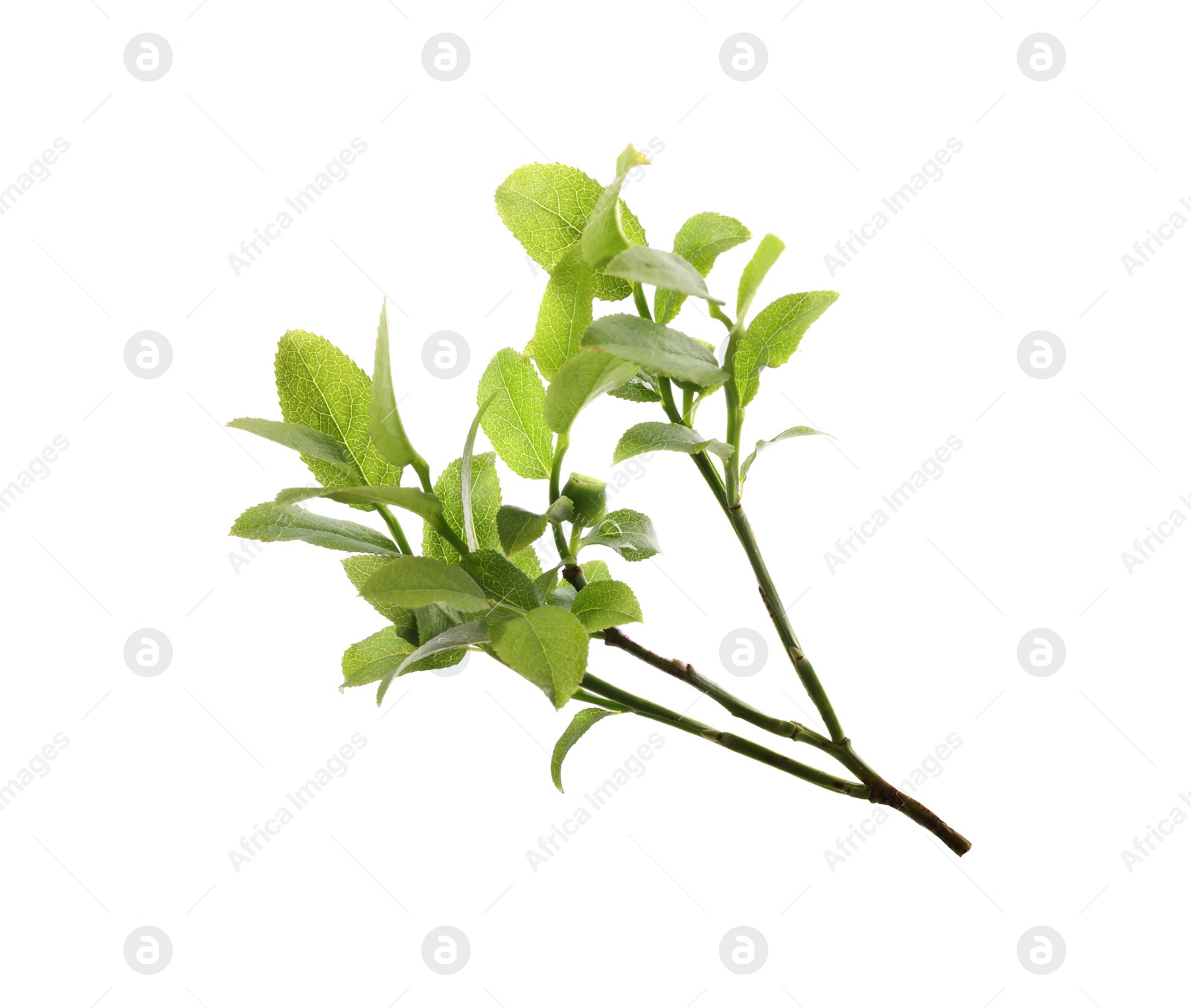 Photo of Bilberry branch with fresh green leaves isolated on white