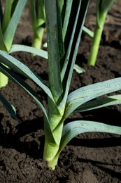 Photo of Fresh green leek growing in field on sunny day