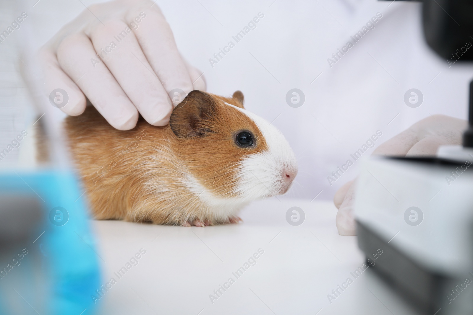 Photo of Scientist with guinea pig in chemical laboratory, closeup. Animal testing