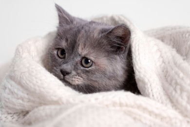 Photo of Cute fluffy kitten in white knitted blanket against light background