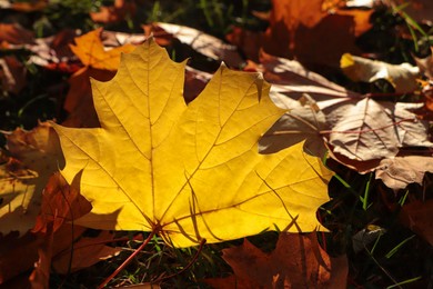 Photo of Pile of beautiful fallen leaves outdoors on sunny autumn day, closeup