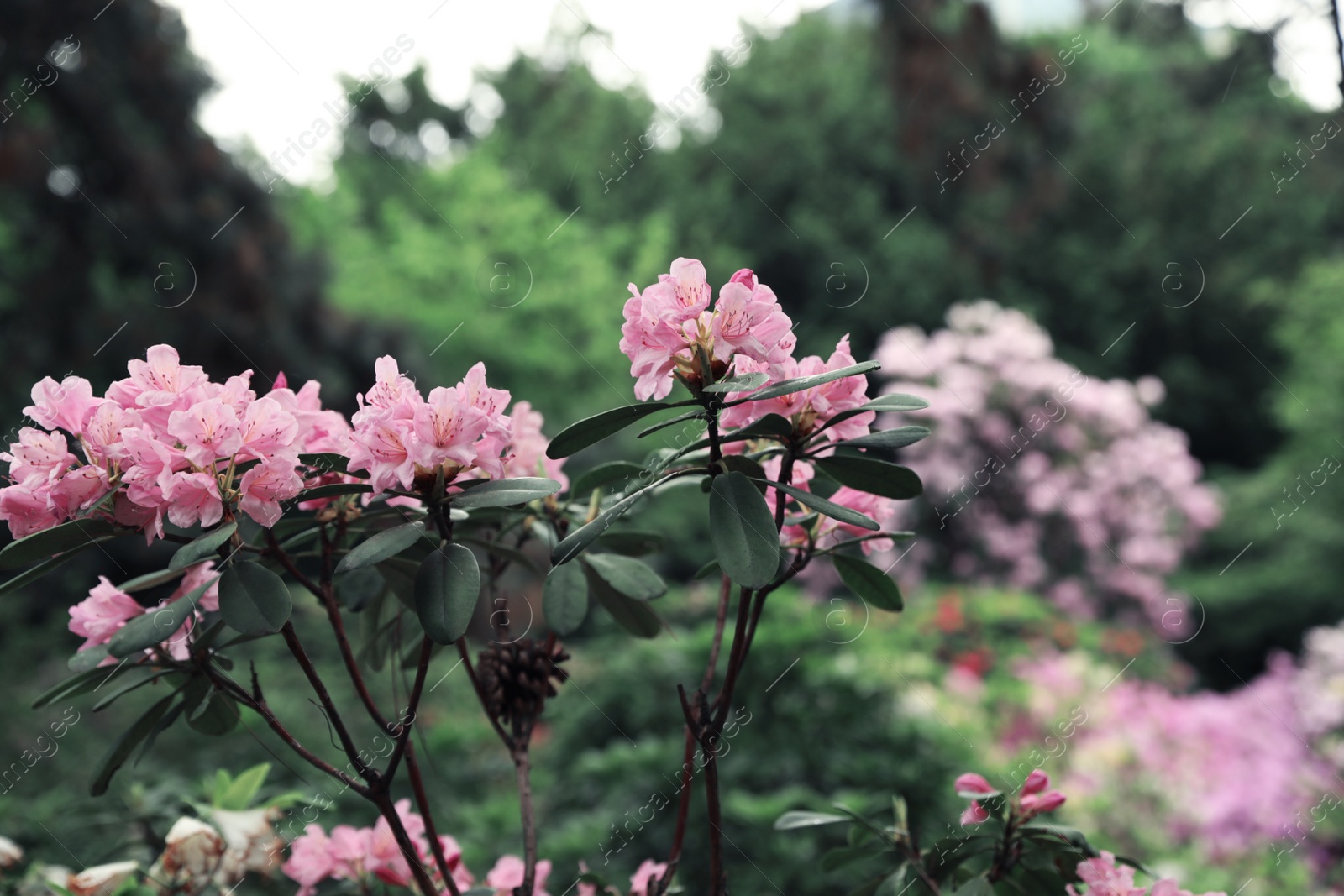 Photo of Beautiful tiny tropical flowers in botanical garden, closeup