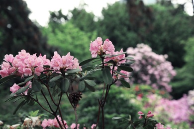 Beautiful tiny tropical flowers in botanical garden, closeup