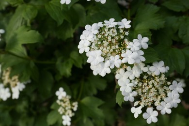 Photo of Beautiful Viburnum shrub with white flowers, closeup. Space for text