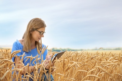 Young agronomist with clipboard in grain field. Cereal farming