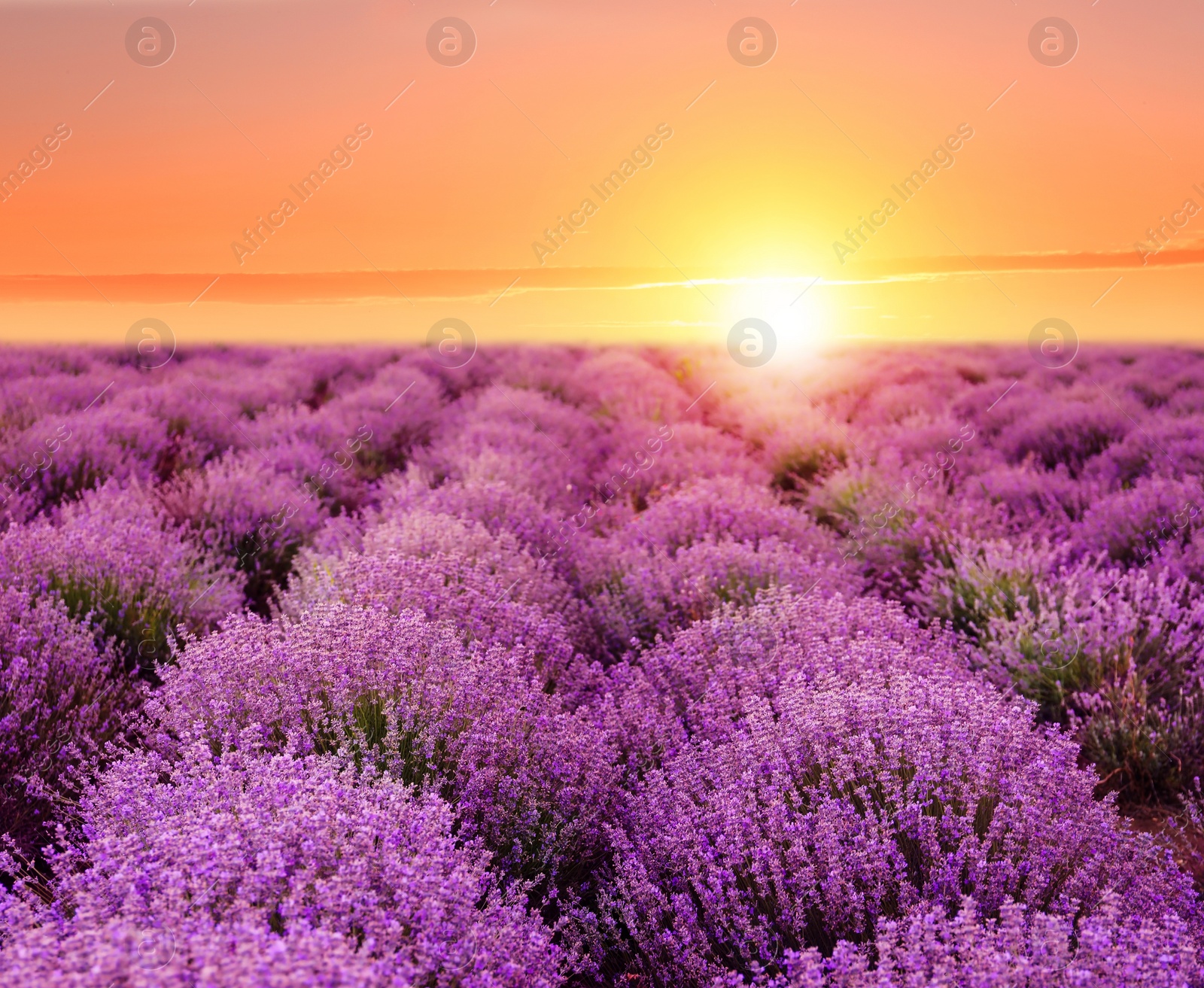 Image of Beautiful blooming lavender in field on summer day at sunset