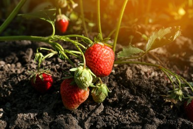 Photo of Beautiful strawberry plant with ripe fruits in garden on sunny day, closeup