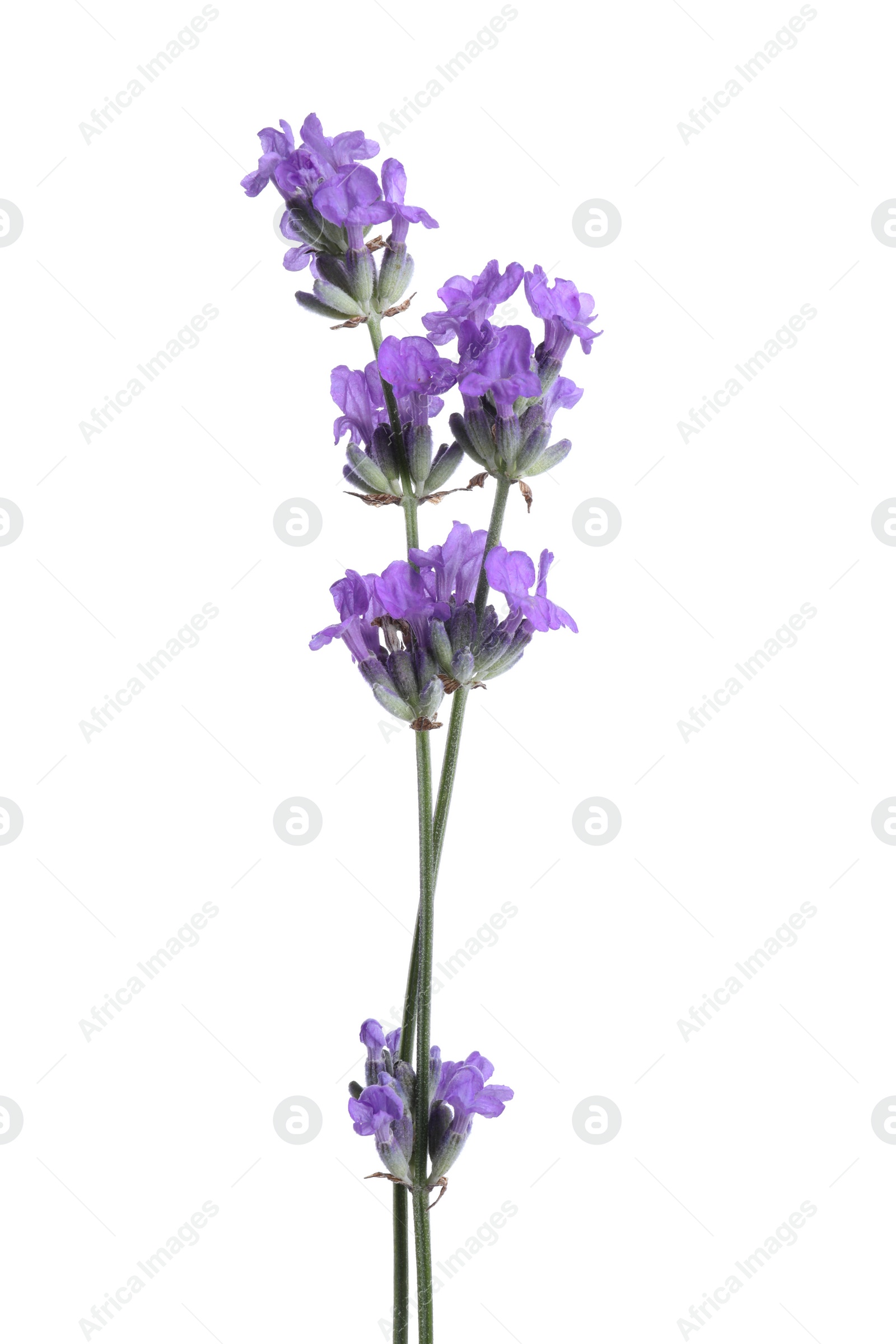 Photo of Beautiful blooming lavender flowers isolated on white