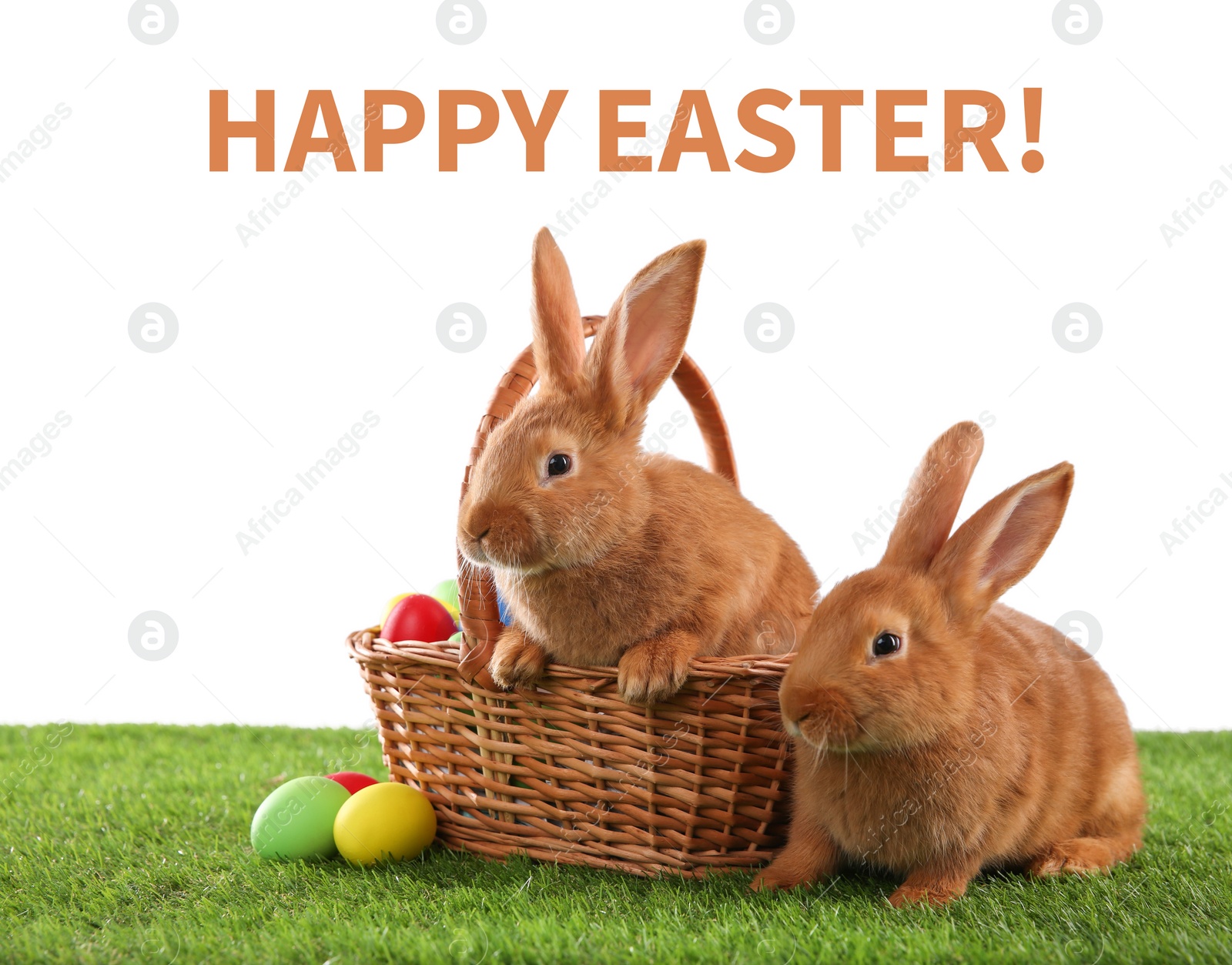 Image of Happy Easter! Cute bunnies and dyed eggs on green grass against white background