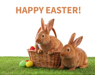 Happy Easter! Cute bunnies and dyed eggs on green grass against white background