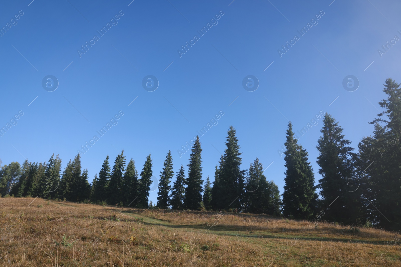 Photo of Beautiful forest with conifer trees on sunny day