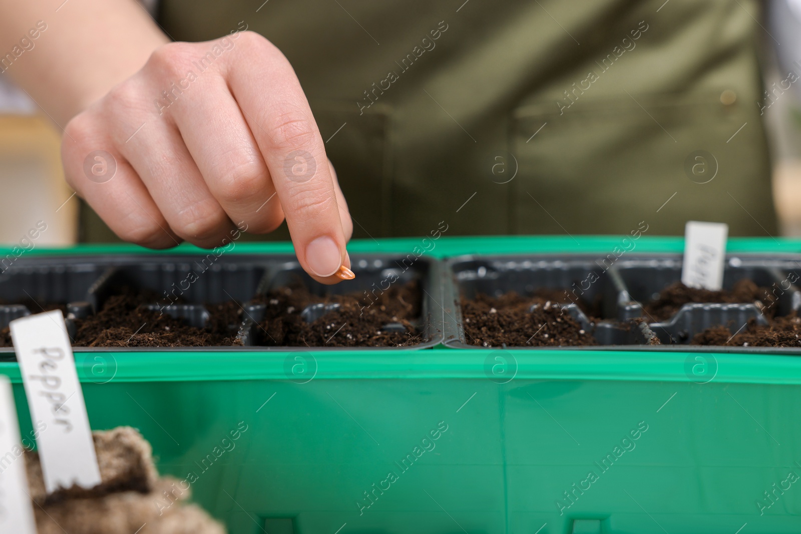 Photo of Young woman planting vegetable seeds into plastic pots with soil at wooden table, closeup