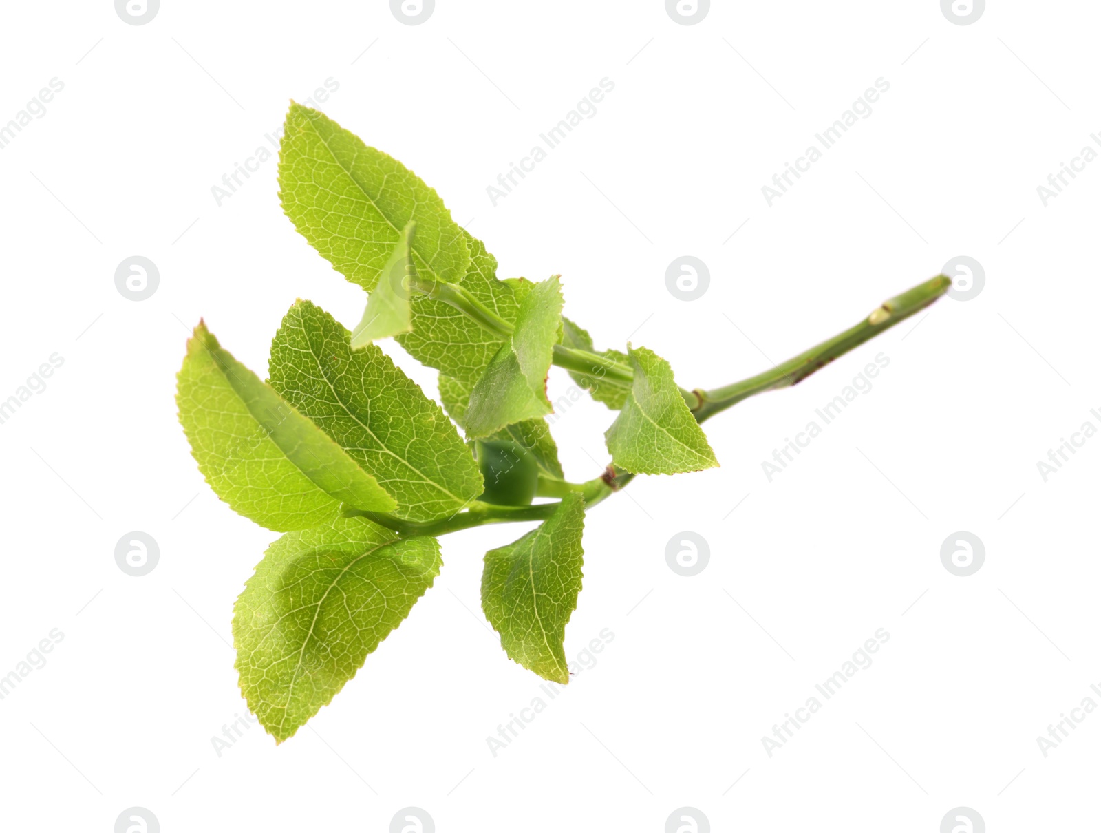 Photo of Bilberry branch with fresh green leaves isolated on white