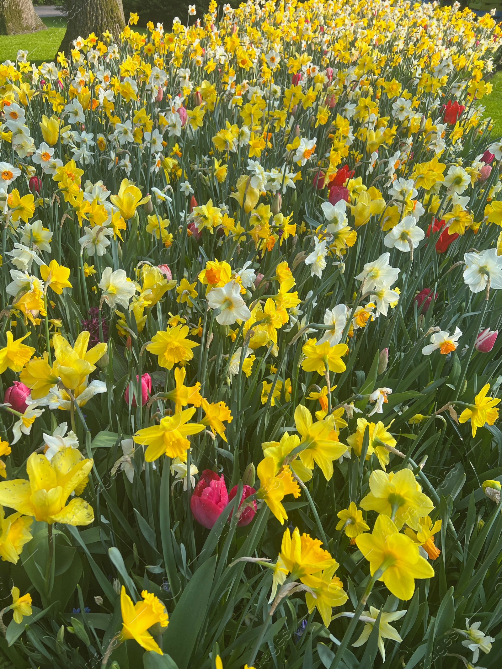 Photo of Beautiful colorful daffodil and tulip flowers growing outdoors on sunny day