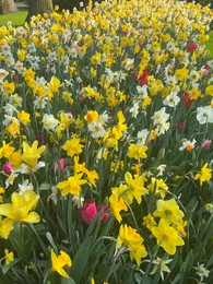 Photo of Beautiful colorful daffodil and tulip flowers growing outdoors on sunny day