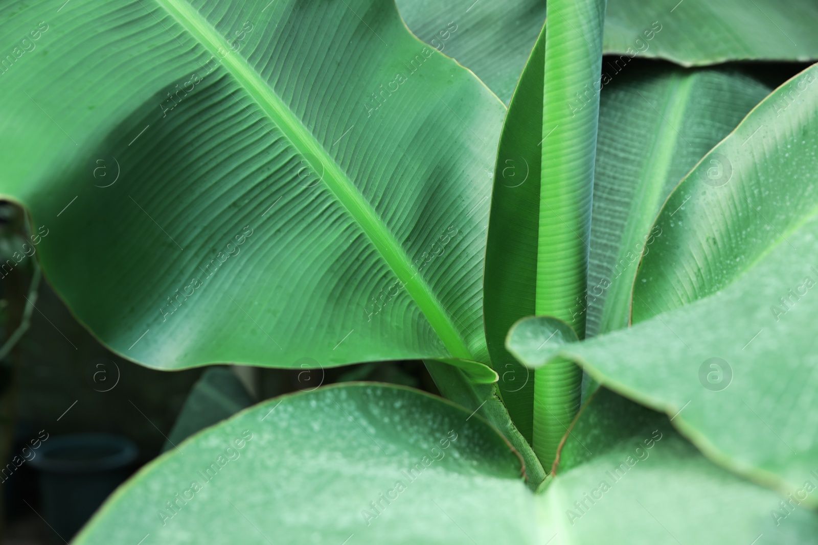 Photo of Banana tree with green leaves growing outdoors, closeup