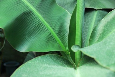 Photo of Banana tree with green leaves growing outdoors, closeup