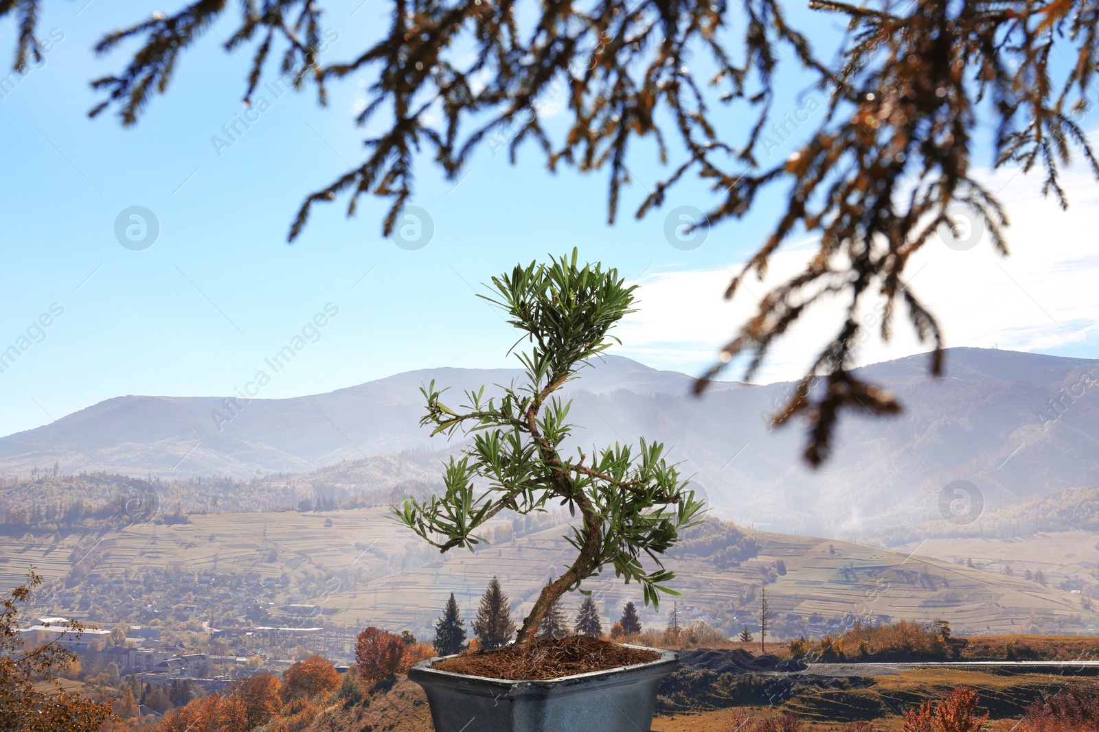 Image of Japanese bonsai plant against mountain landscape. Zen and harmony