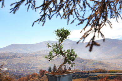 Image of Japanese bonsai plant against mountain landscape. Zen and harmony