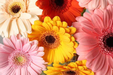 Photo of Beautiful colorful gerbera flowers as background, closeup