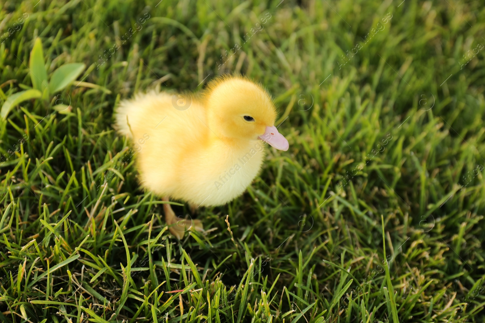 Photo of Cute fluffy gosling on green grass. Farm animal