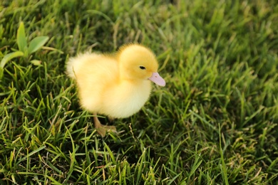 Photo of Cute fluffy gosling on green grass. Farm animal