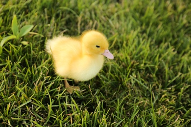 Cute fluffy gosling on green grass. Farm animal