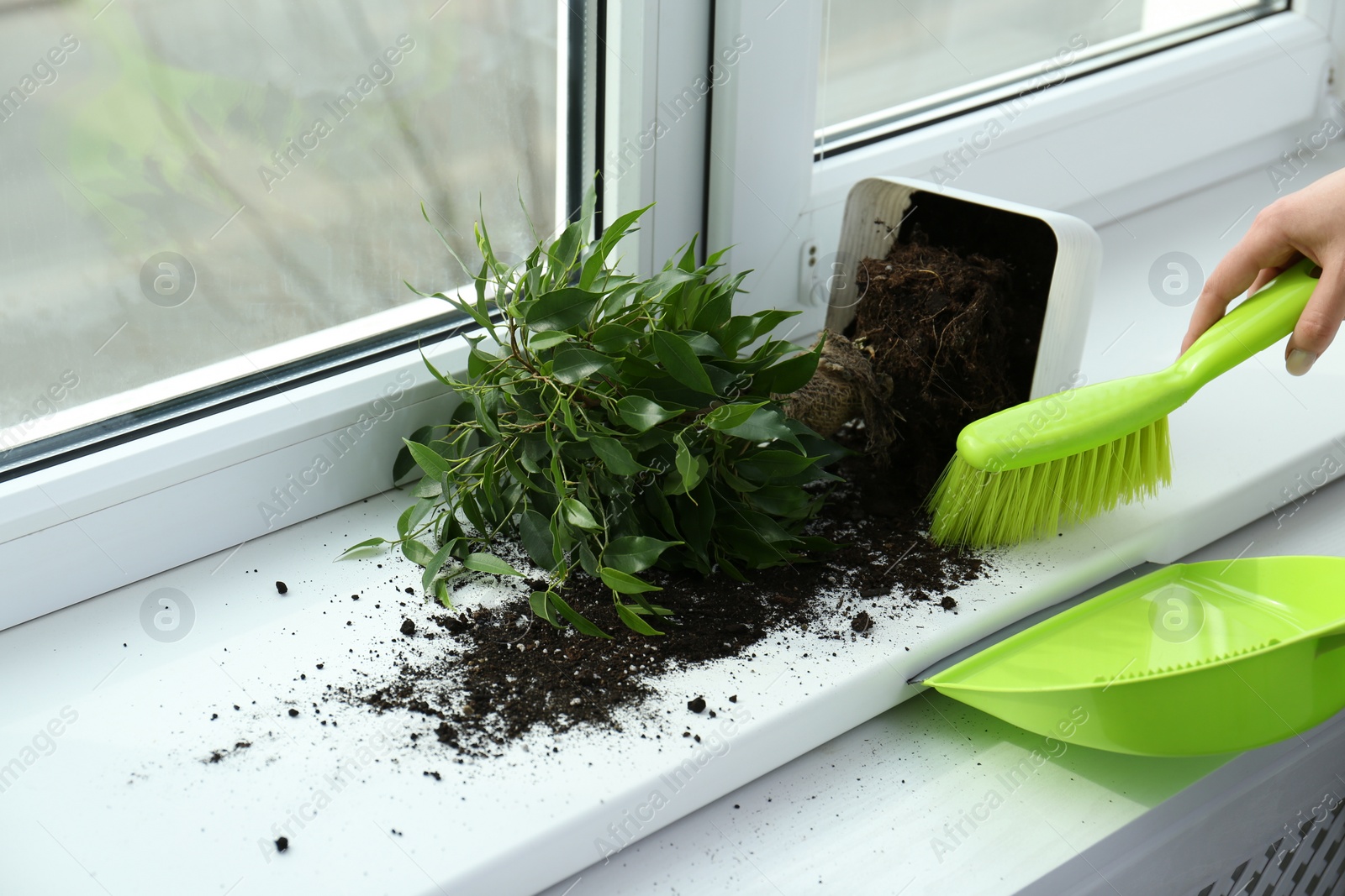 Photo of Woman cleaning window sill from soil at home, closeup