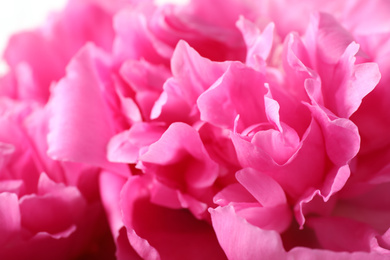 Photo of Closeup view of beautiful pink peony flower