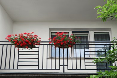 Photo of Balcony decorated with beautiful red flowers, low angle view