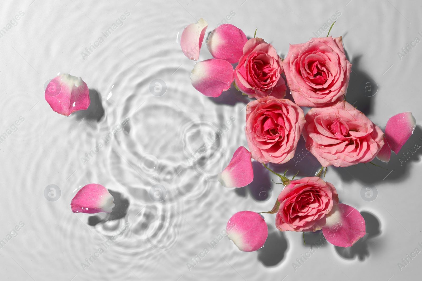 Photo of Beautiful roses and petals in water on light blue background, top view