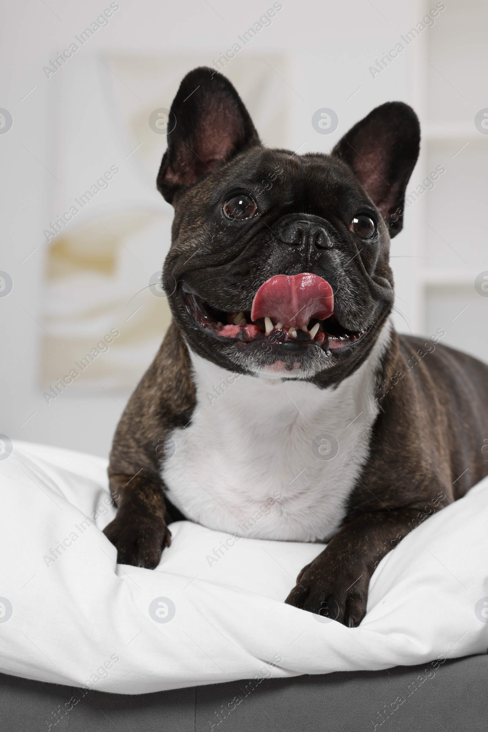 Photo of Adorable French Bulldog lying on bed indoors. Lovely pet