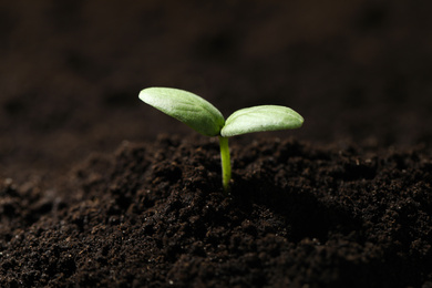 Photo of Young seedling growing in fertile soil, closeup