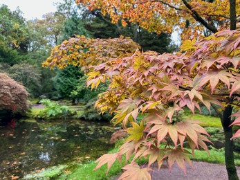 Photo of Tree with beautiful leaves near pond in park