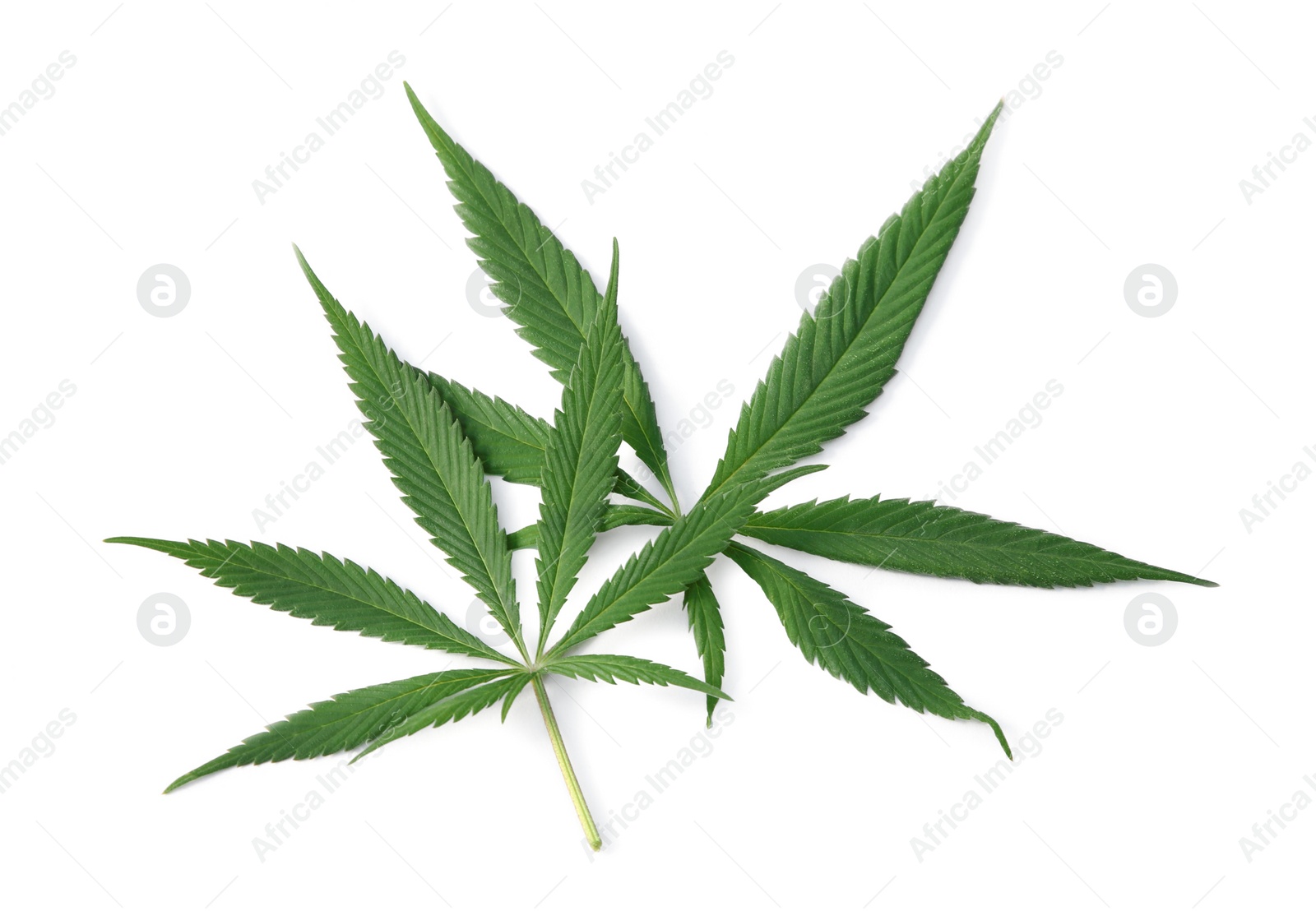 Photo of Fresh green hemp leaves isolated on white, top view