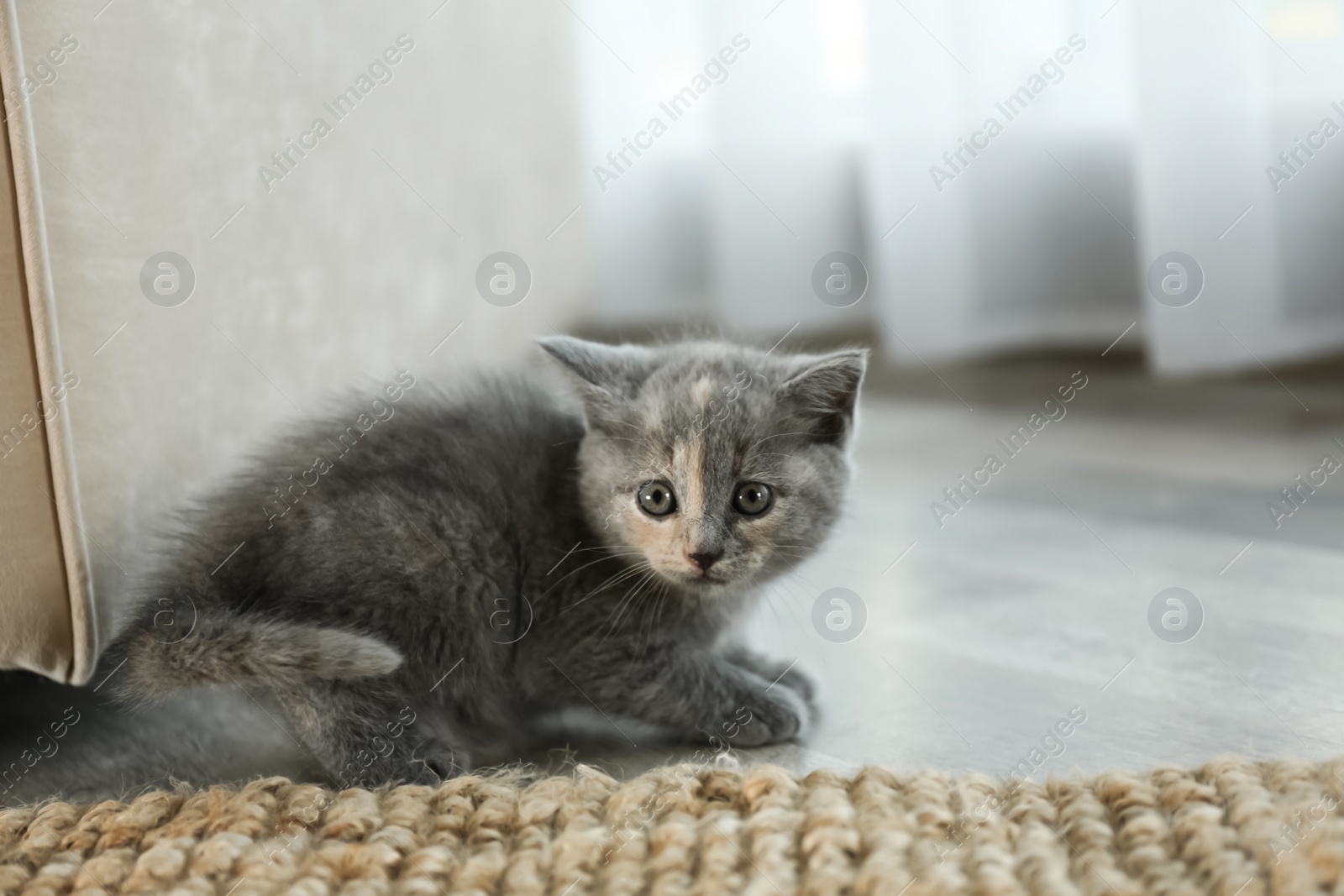 Photo of Cute British Shorthair kitten on floor indoors. Baby animal