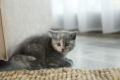 Photo of Cute British Shorthair kitten on floor indoors. Baby animal