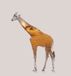 Image of Double exposure of Rothschild giraffe and sandy desert