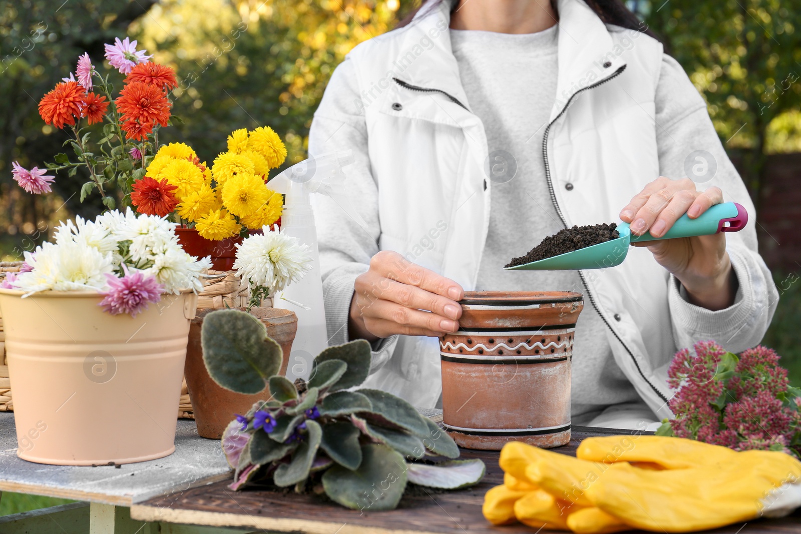 Photo of Woman adding fresh soil into pot in garden, closeup