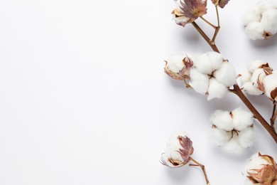 Photo of Dry cotton branch with fluffy flowers on white background, flat lay. Space for text