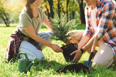 Photo of Couple planting conifer tree in park on sunny day, closeup