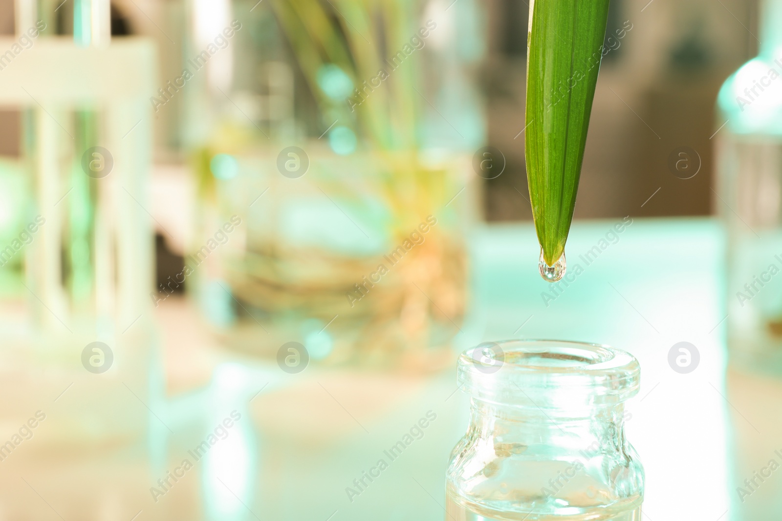 Photo of Clear drop falling from leaf into small bottle on blurred background, closeup with space for text. Plant chemistry