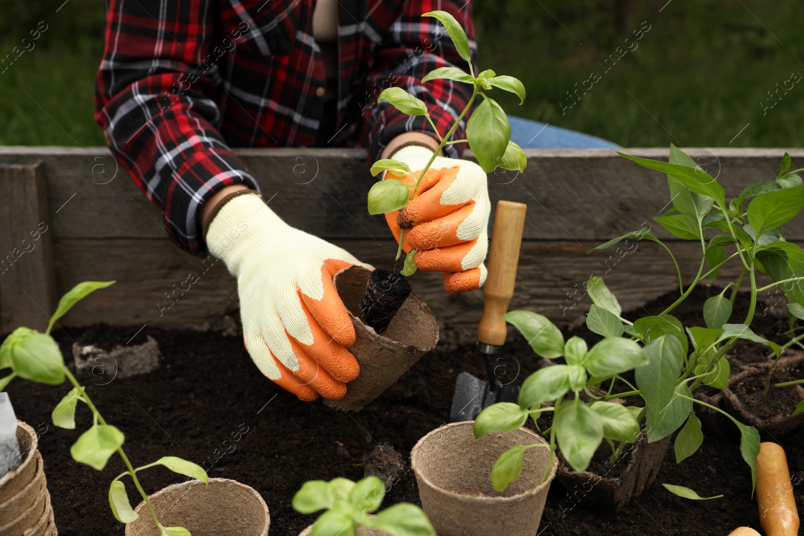 Photo of Woman transplanting seedling from container in soil outdoors, closeup