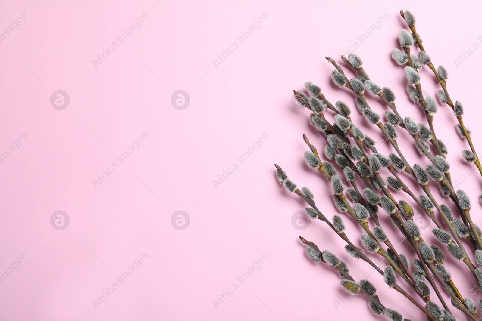 Photo of Beautiful blooming pussy willow branches on pink background, flat lay. Space for text