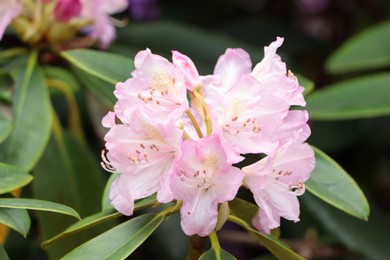 Photo of Beautiful rhododendron flowers on bush outdoors, closeup