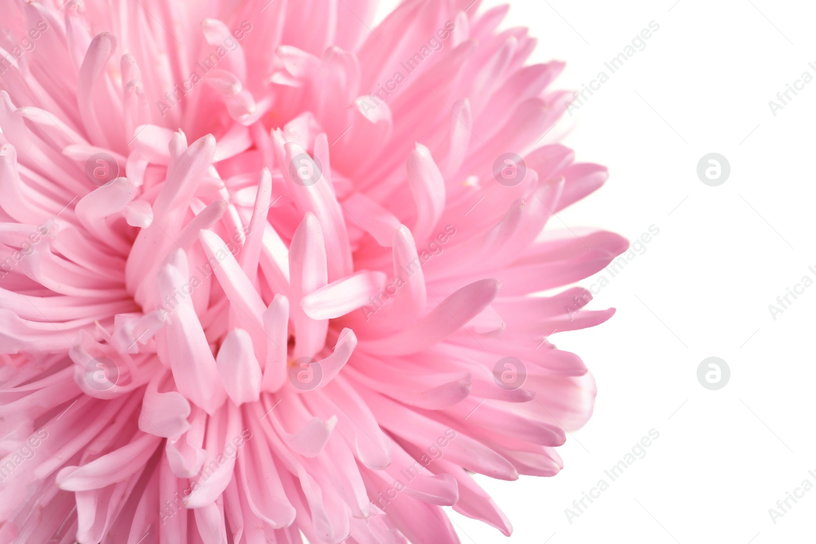 Photo of Beautiful aster flower on white background, closeup